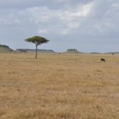  The Serengeti, TZ